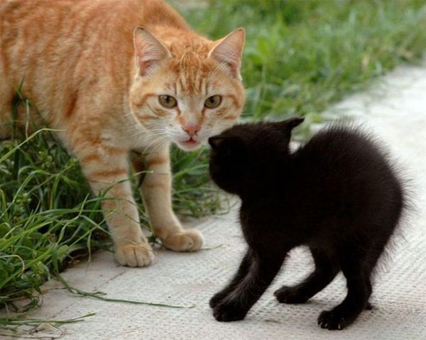 Static_Kitten.jpg