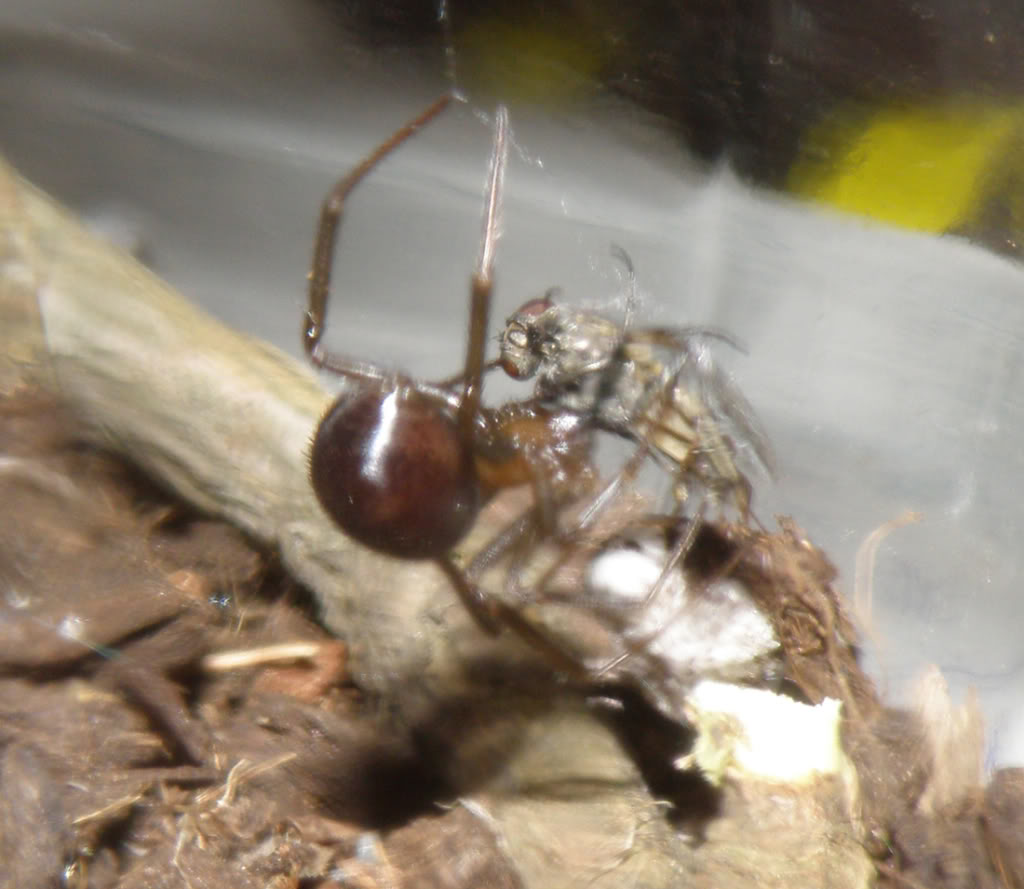 steatoda2.jpg
