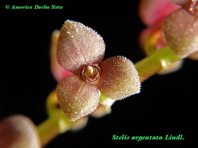 stelargentata.jpg