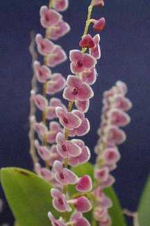stelis%20argentata.jpg