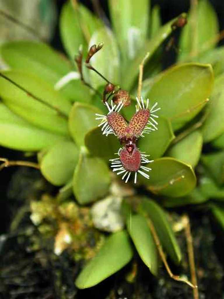 Stelis+ornata.jpg