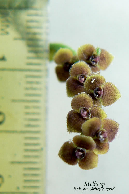 stelis_sp_01.jpg