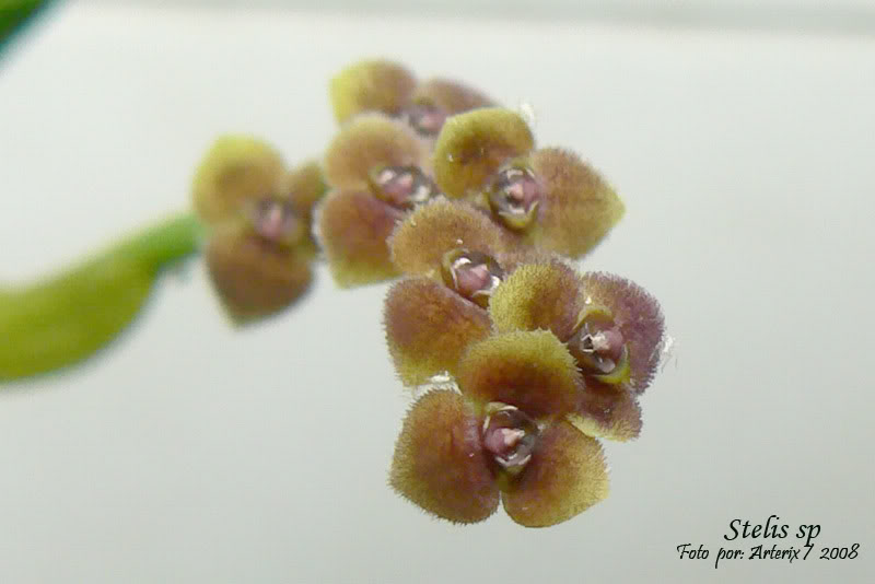 stelis_sp_02.jpg