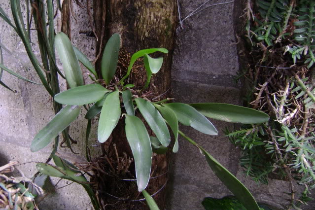 Stelisbidentata8.jpg