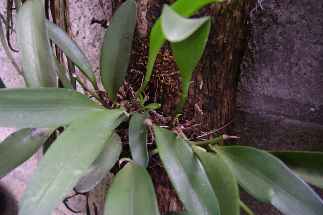 Stelisbidentata9.jpg