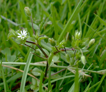 stellaria-media-1.jpg