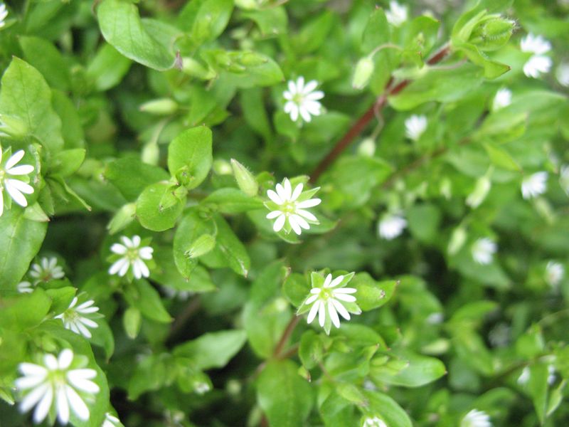 Stellaria_media_L._Vill._Pamplina_13_800x600.JPG
