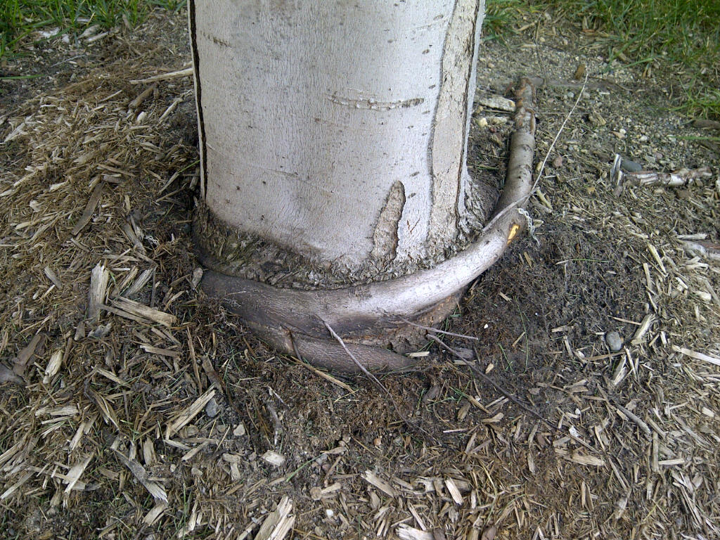 stem-girdling-roots.jpg