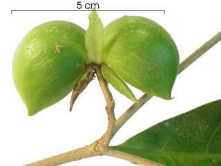 Stemmadenia_grandiflora_immature-fruit,I_SP3327.jpg