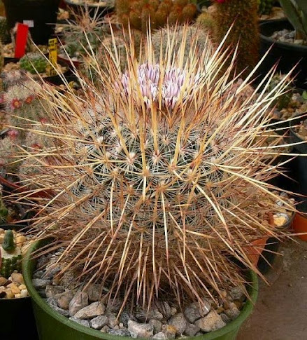 Stenocactus.jpg