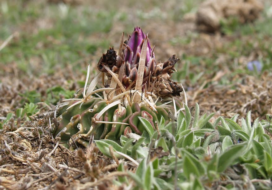 stenocactus+sp.jpg