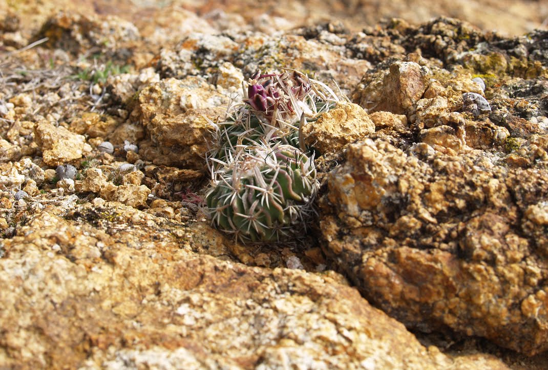 stenocactus+sp3.jpg