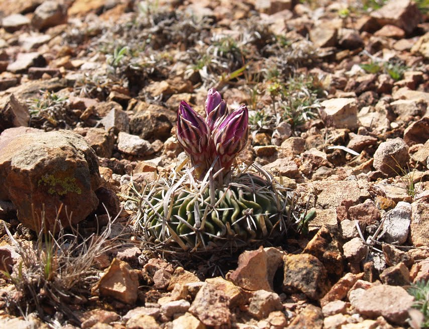 stenocactus+sp4.jpg