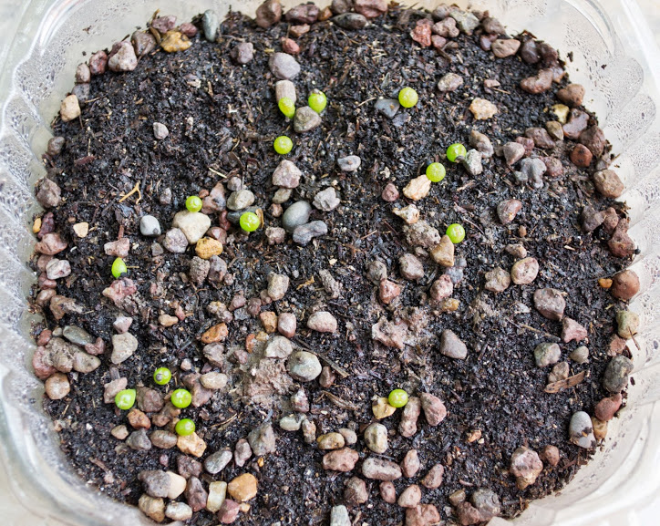 stenocactus+y+lophophora.jpg
