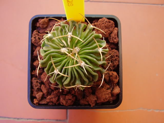 Stenocactus2.jpg