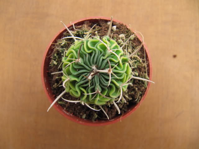 Stenocactus7-1.jpg