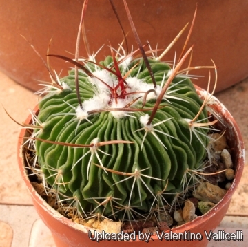 Stenocactus_multicostatus_5398_m.jpg