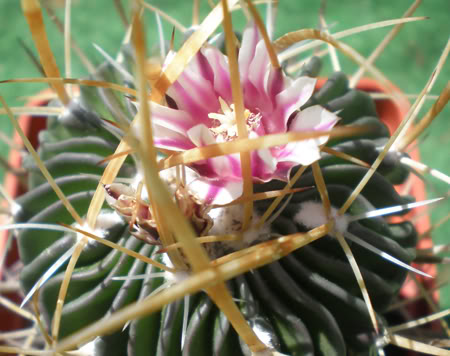 stenocactuscrispatus04_2008a.jpg