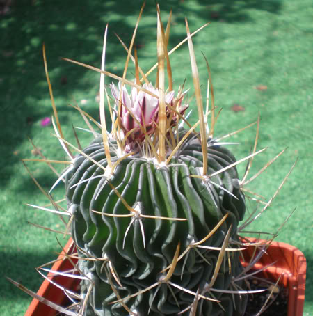 stenocactuscrispatus04_2008b.jpg