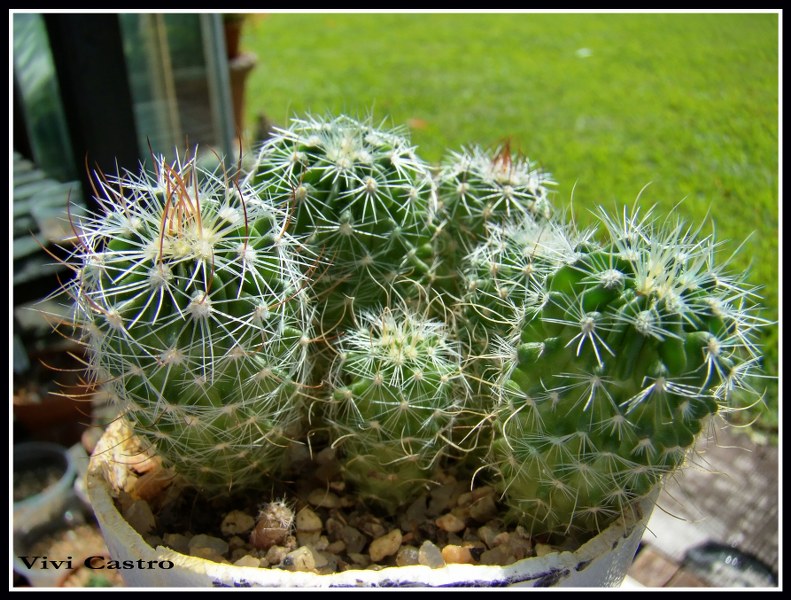 Stenocactuscrispatus7-2-2010.jpg