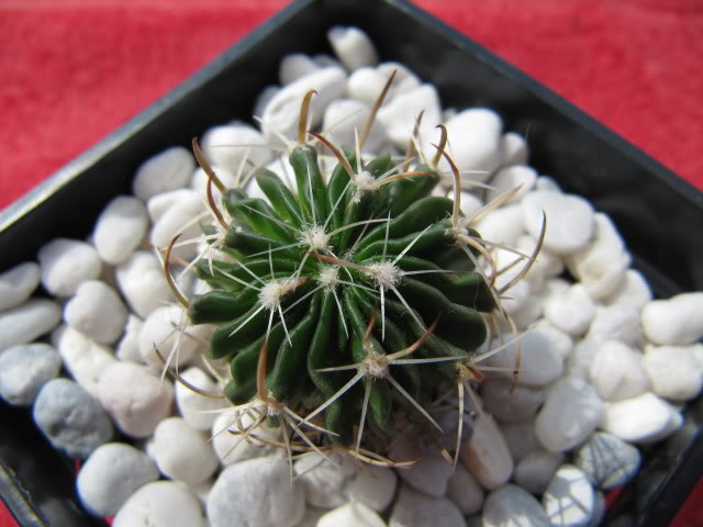 Stenocactusdesconocido42.jpg