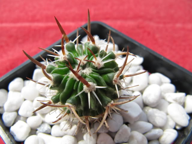 Stenocactusdesconocido52.jpg