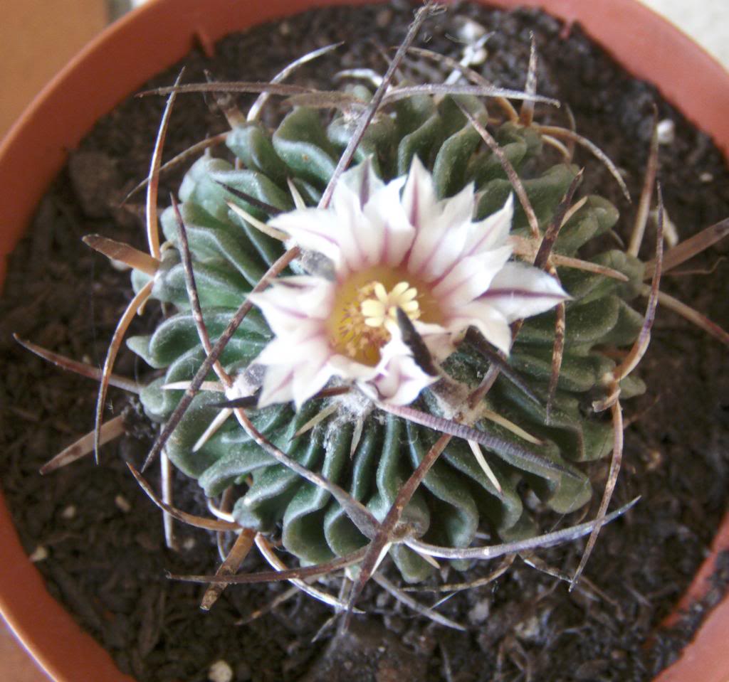 stenocactusflor_zps5314bce5.jpg