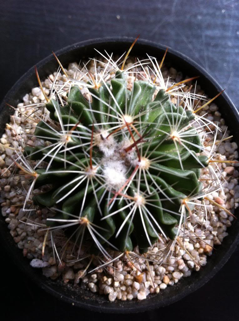 stenocactusmulticostatus_zps06cc4875.jpg
