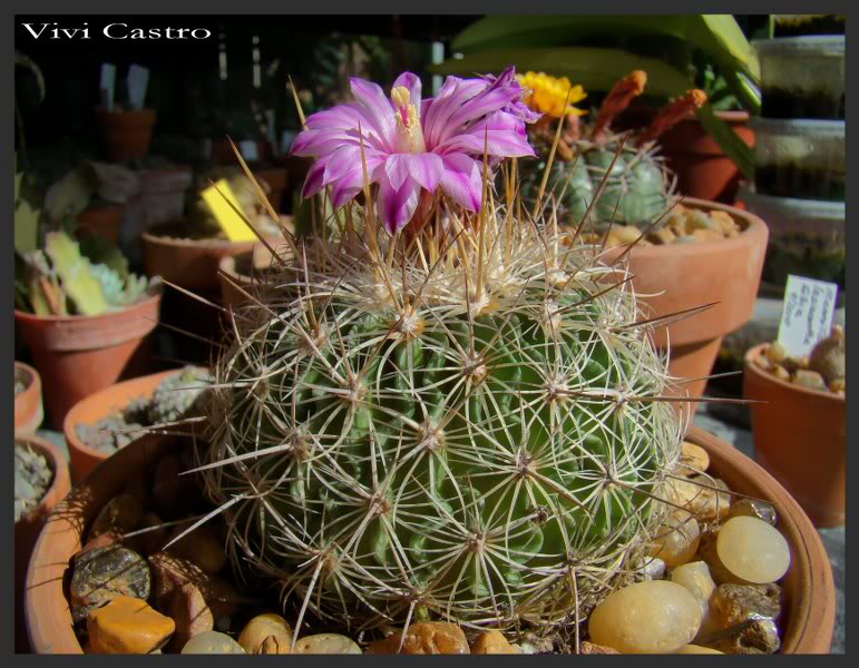 Stenocactusochoterenanus4.jpg