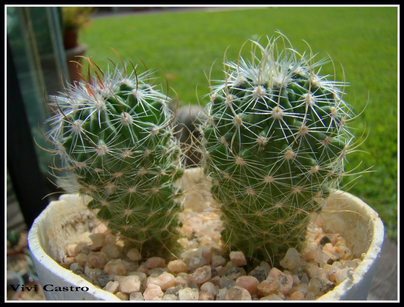 Stenocactusvaupelianus30-12-2009.jpg
