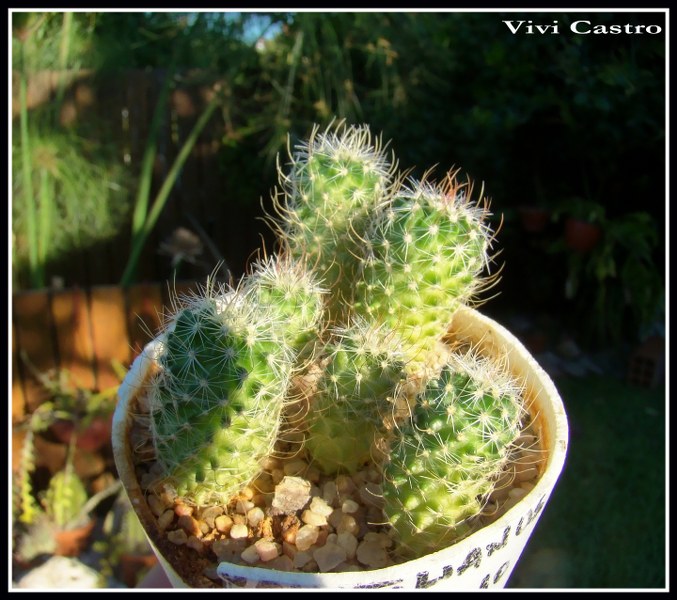 Stenocactusvaupelianus7-2-2011.jpg