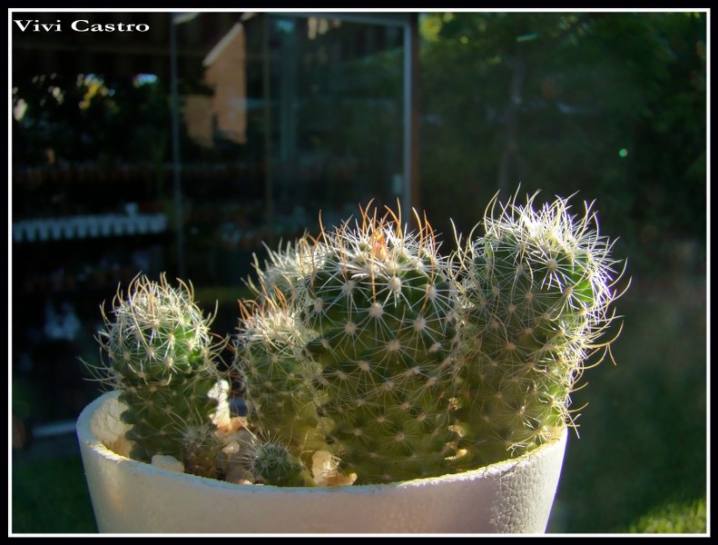 Stenocactusvaupelianus7-2-20112.jpg