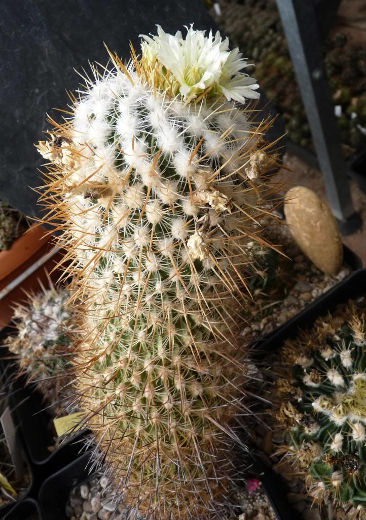 Stenocactusvaupelianusvaralbatus01_zps542cba3c.jpg