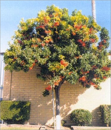 Stenocarpus-Sinuatus.jpg