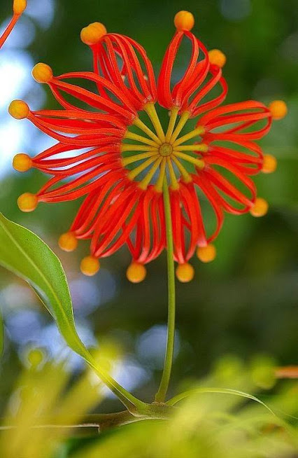 Stenocarpus+Sinuatus.jpg