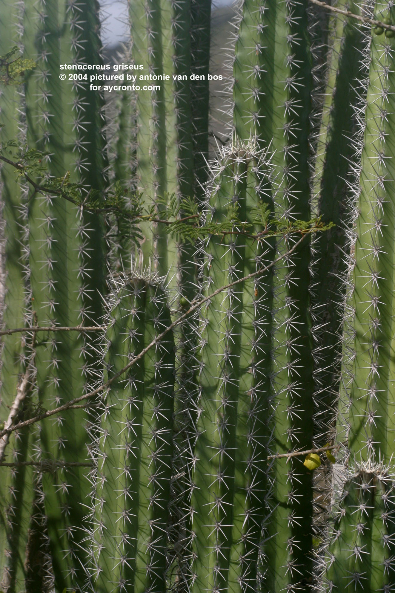 stenocereus%20griseus%2003%20(datu).jpg