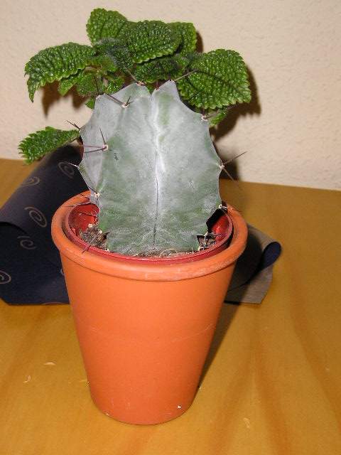 stenocereus.JPG