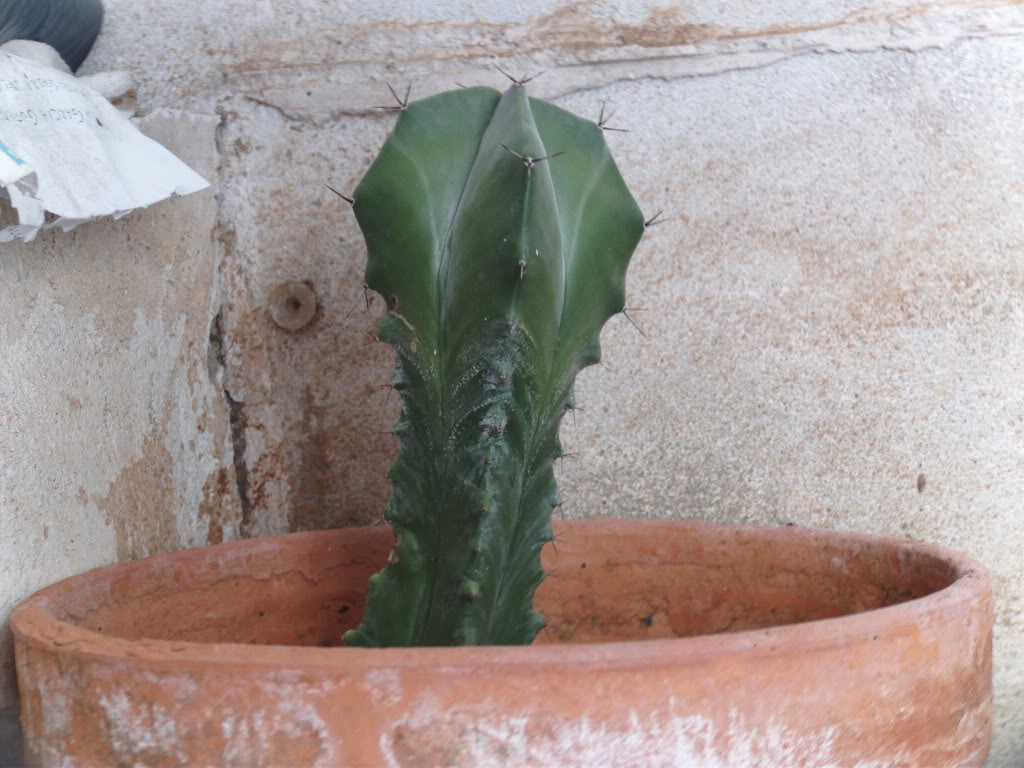 Stenocereusqueratorensis.jpg