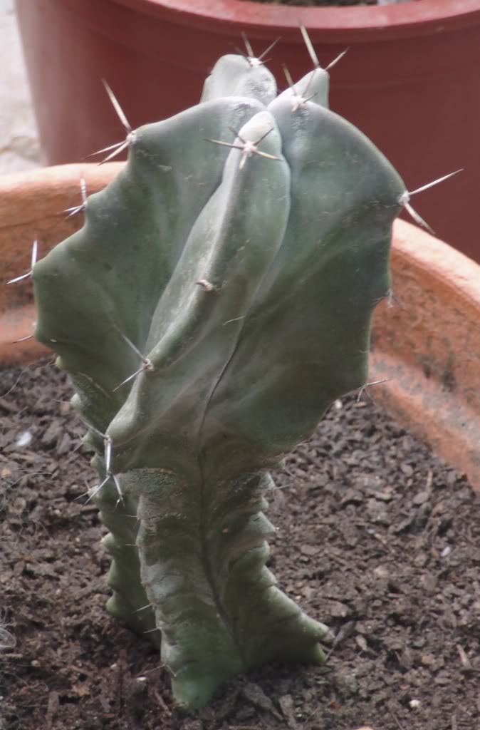 stenocereusqueretaroensis.jpg