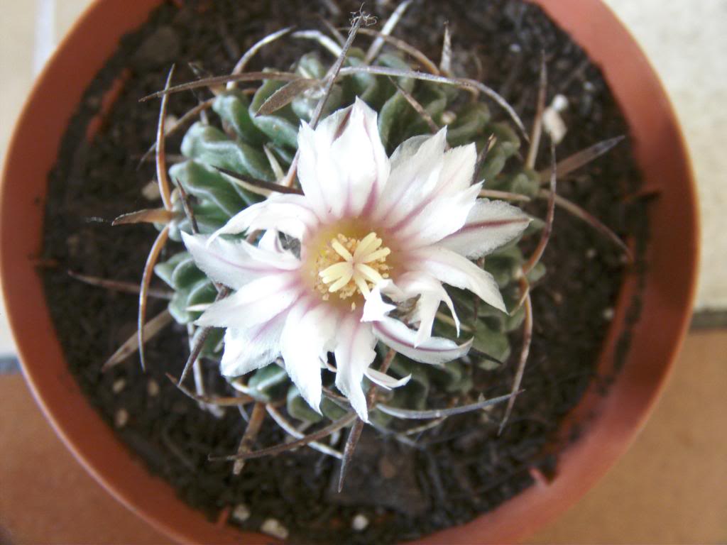 stenoflormaacutesabierta_zps94e12677.jpg