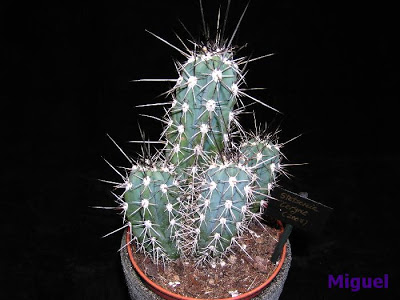 Stensonia+coryne.jpg