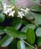 stephanotis-floribunda.jpg
