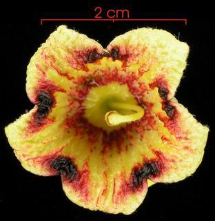 Sterculia_apetala_var_apetala_flower,I_SP3334.jpg