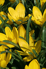 Sternbergia lutea.jpg