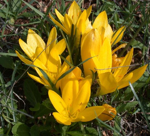 Sternbergia_lutea_JMW1.jpg
