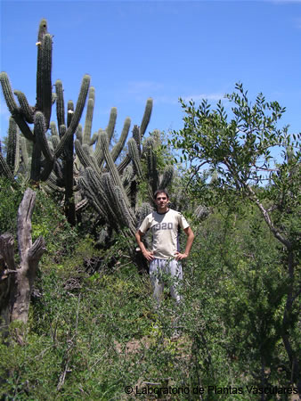 stetsonia_coryne_1.jpg