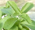 stevia1.jpg