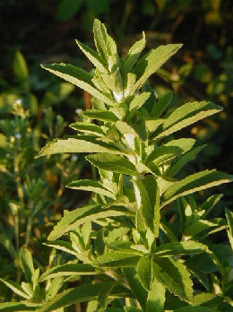 stevia_01.jpg