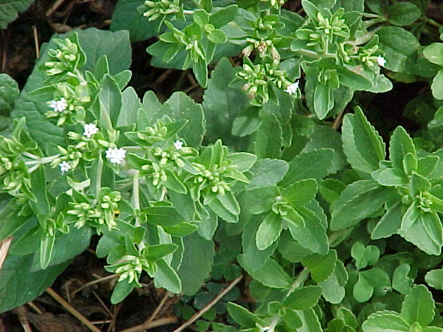 Stevia_rebaudiana_p3.jpg