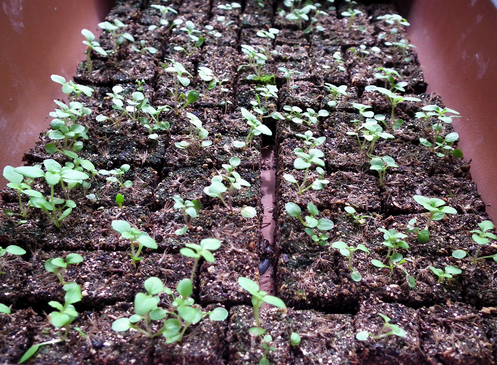 Stevia_rebaudiana_seedlings_potted_in_soil_blocks.jpg